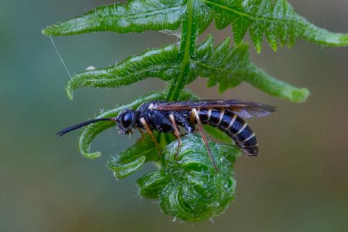 Réf. 242 885 : Strongylogaster sp.